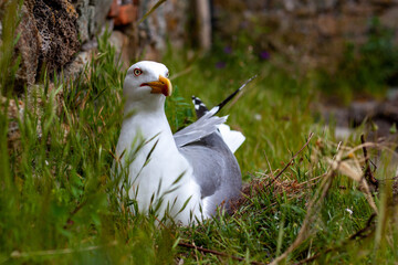 mouette