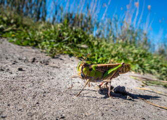 Close-up of a colorful grasshopper, with an unfocused natural background. 