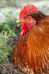 Close up portrait of a red rooster