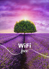freedom concept - tree in the beautiful lavender field