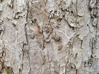 Natural background and ecological background shows a beautiful tree bark with fine natural structures and patina, cracks and rough surface as organic ecosystem for bugs and insects in nature