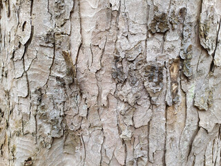 Natural background and ecological background shows a beautiful tree bark with fine natural structures and patina, cracks and rough surface as organic ecosystem for bugs and insects in nature