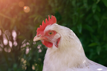 Close up portrait of a white Sussex chicken