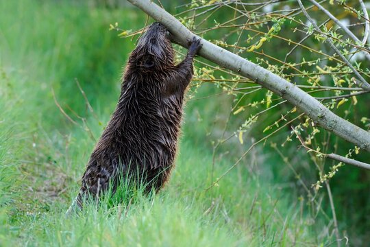 Eurasian beaver standing on hind legs in the grass. Eating tree bark at dusk. On the riverside. Side view, close up. Genus species Castor fiber.