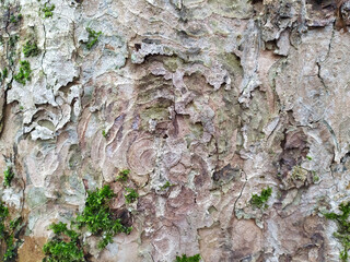Natural background and ecological background shows a beautiful tree bark with fine natural structures and patina, cracks and rough surface as organic ecosystem for bugs and insects in nature