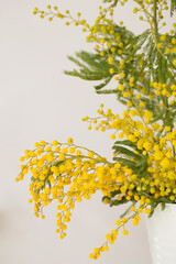 Mimosa in a vase, close-up