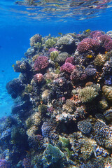 coral sea in the egypt