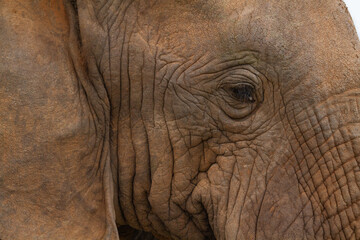 Fototapeta premium Elephant's Eye