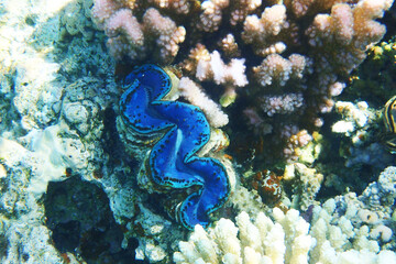 giant clam from the red sea