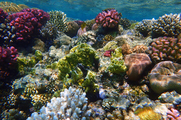 Naklejka na ściany i meble coral sea in the egypt