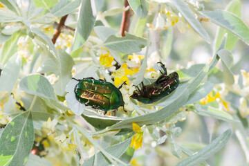 The green rose chafer (lat. Cetonia aurata), of the family Scarabaeidae, feeding on the Russian olive (lat. Elaeagnus angustifolia), of the family Elaeagnaceae.