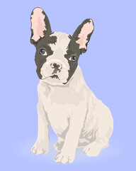 French Bulldog