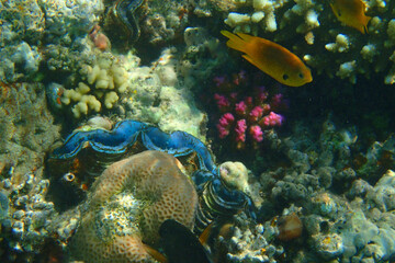 Naklejka na ściany i meble giant clam from the red sea
