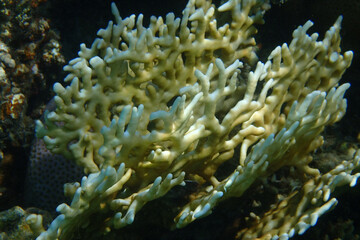 Naklejka na ściany i meble detail of coral in the red sea
