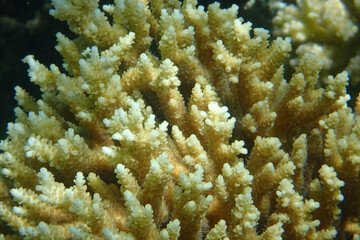 detail of coral in the red sea
