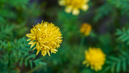 yellow dandelion flower