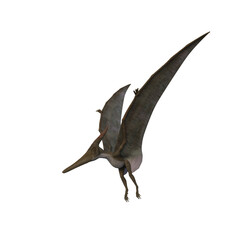 Pteranodon dinosaur. 3D illustration isolated on white background. © IG Digital Arts