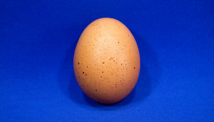 One chicken egg on a blue background.