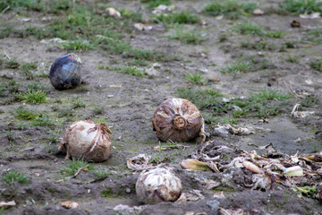 Obraz premium Dying cabbage plants on a cabbage farm show failure of crops and crop shortfall after weather disasters like tornado, hurricane and heavy rainfall ruining harvest of vegetables agricultural farmland