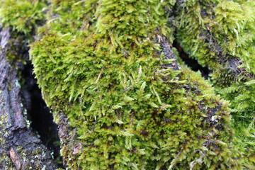 moss