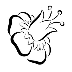 flower with a bell on the center and stamens