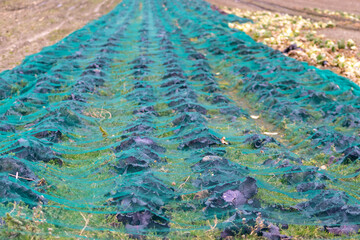Red cabbage plantation covered by a protective net to keep away vermin and pest from cultivated plants in organic and ecological vegetable field without pesticides or poison and get a rich harvest