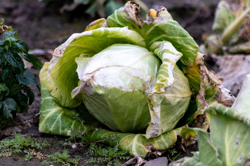 Ripening cabbage head field with pointed cabbage as growing of vegetables in organic quality and organic restrictions for healthy nutrition and vegetarian or vegan life style in food and garden style