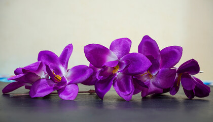 purple crocus flowers on wooden background