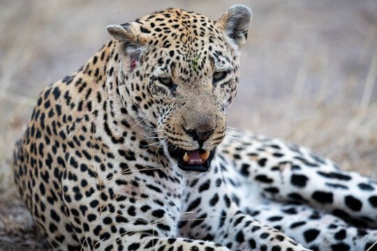 Selective focus shot of a leopard lying on the grass