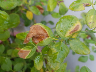 Phyllosticta leaf spot disease on rose leave.