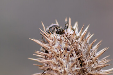 Macro of spiky seeds with barbs and thorny thistle like spikes as autumn and winter herbs on a twig show sharp thorns and well protected seeds with needles detail and close up with blurred background