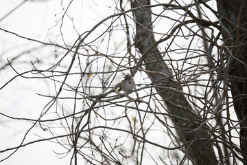 Curious Song Sparrow on a Tree