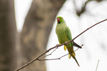 Ring-necked parakeets breeding in a breeding burrow in a tree with nesting hole in a tree trunk to lay eggs for little fledglings with green feathers and a red beak as exotic parrots and exotic birds