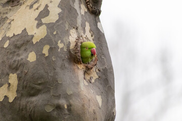 Ring-necked parakeets breeding in a breeding burrow in a tree with nesting hole in a tree trunk to lay eggs for little fledglings with green feathers and a red beak as exotic parrots and exotic birds