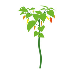 Chili plant, vector illustration, white background