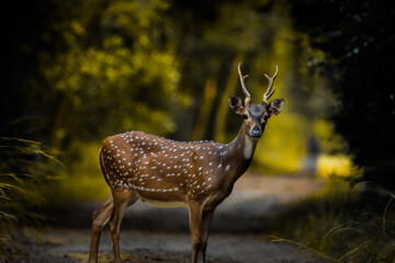 Spotted deer in the forest!