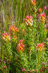 Proteas In The Sun