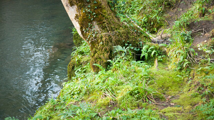 Bosque junto a arroyo en Asturias © Darío Peña