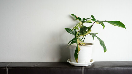Philodendron florida beauty variegated with copy space on white background.