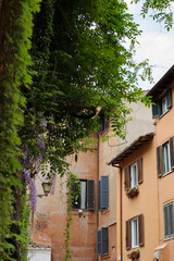 Fototapeta na wymiar Hanging vines and beautiful neighbourhood in Trastevere, Rome, Italy