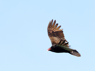 turkey vulture soaring in blue sky
