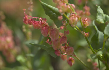 Flora of Gran Canaria - Rumex vesicarius, Ruby dock, natural macro floral background