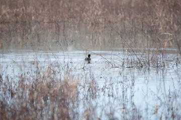 American Coot Swimming