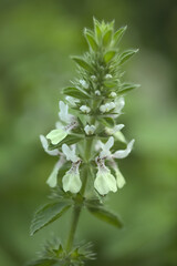 Flora of Gran Canaria - Stachys ocymastrum, Italian Hedgenettle natural macro floral background