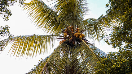 palm tree with sky