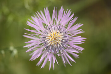 Flora of Gran Canaria - Galactites tomentosa, natural macro floral background