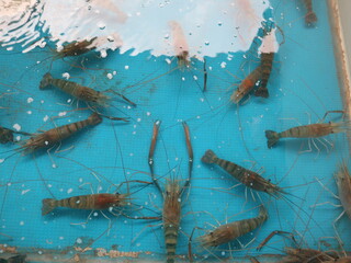 many shrimps in the pool design for fishing at leisure time and hobby concept