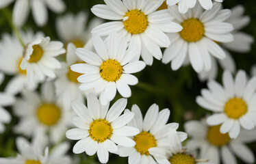 Fototapeta premium Flora of Gran Canaria - Argyranthemum, marguerite daisy endemic to the Canary Islands 