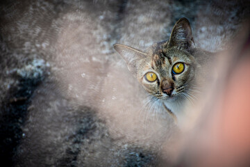 stray cute cat yellow eyes  have no owners. take a walk out outdoor on concrete on the right side of the photo.