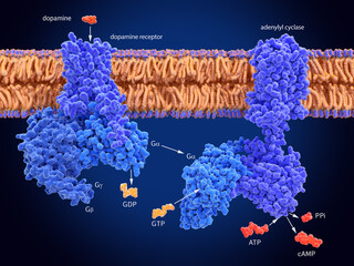 G proteins mediate cell signaling